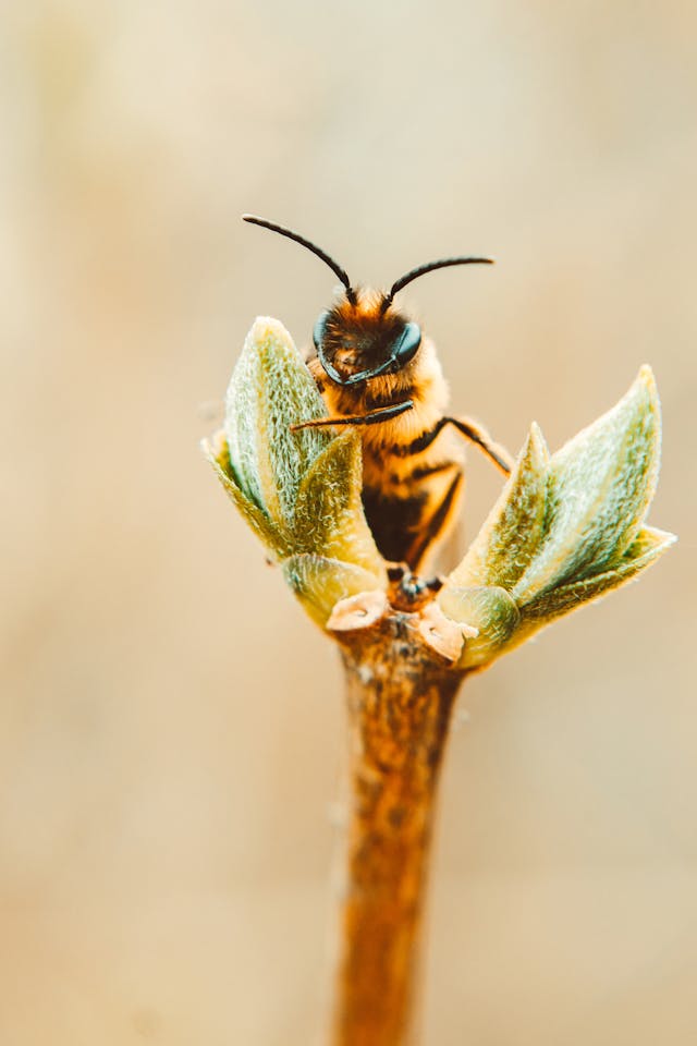 Eine Biene sitzt auf einem jungen Baumtrieb.