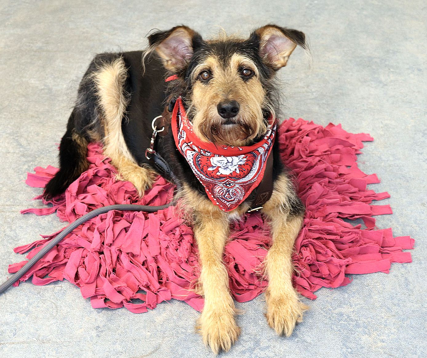 Hund sitzt auf einem Schnuffelteppich