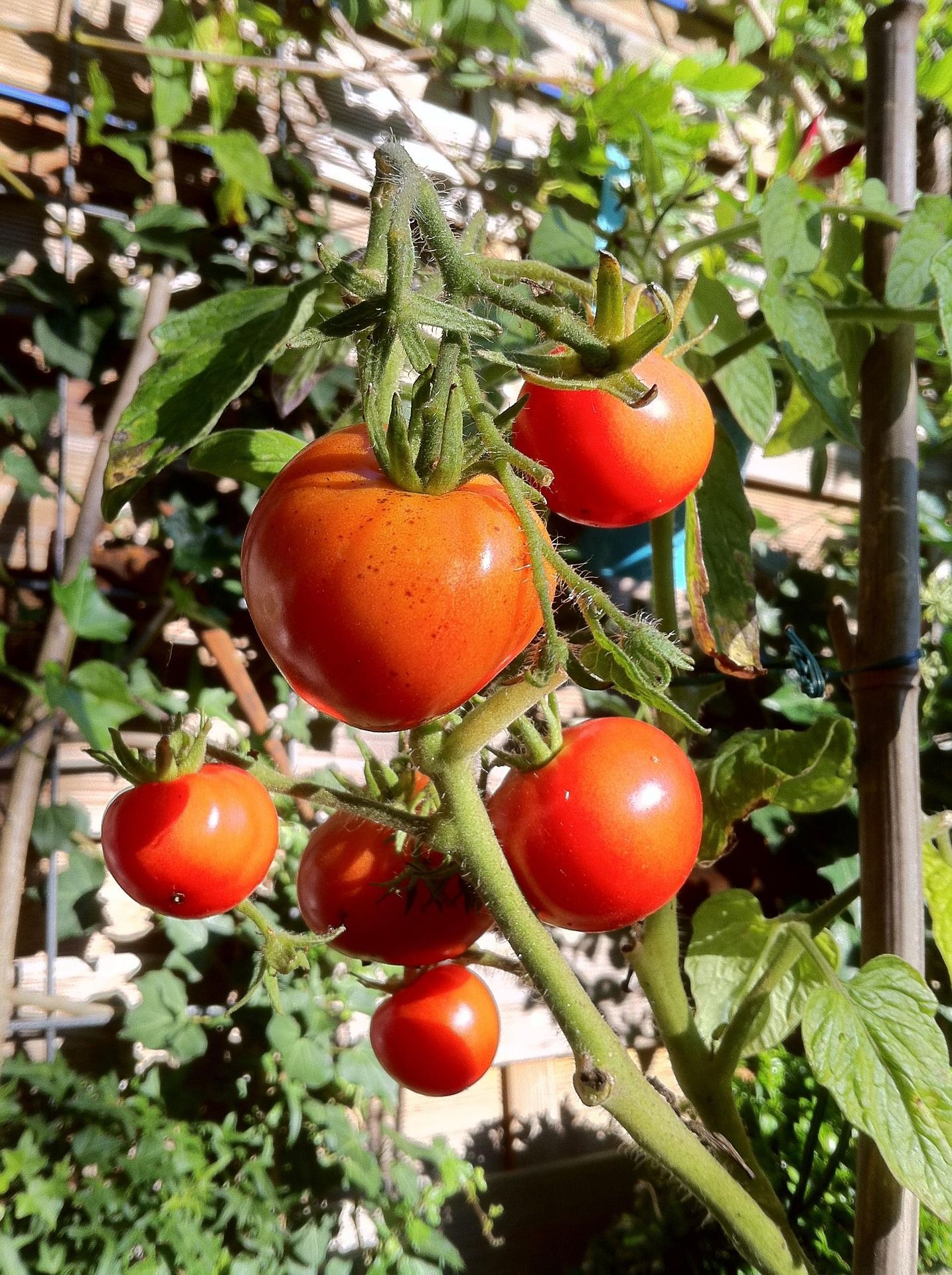 reife Strauchtomaten