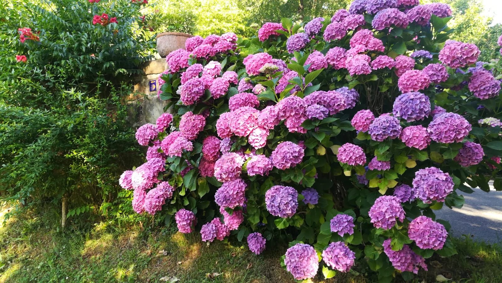 Ein rosa blühender Rhododrendonbaum