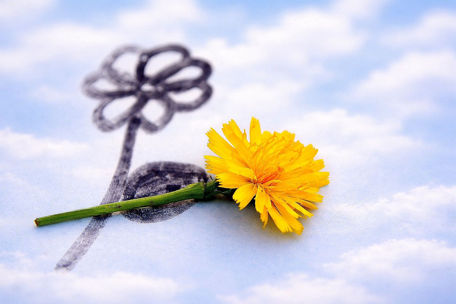Fotocollage Blume