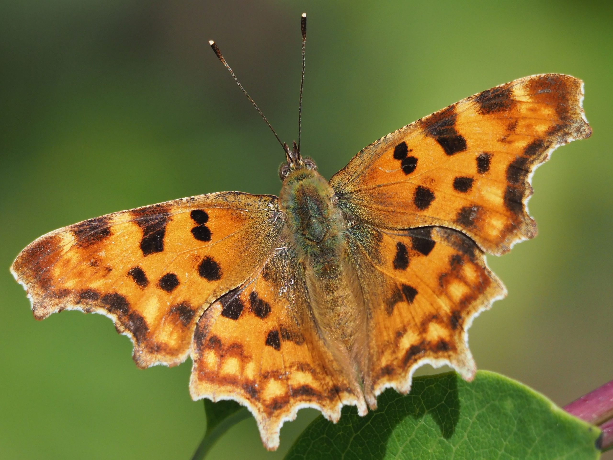orange-braunfarbener C-Falter mit dunklen Punkte