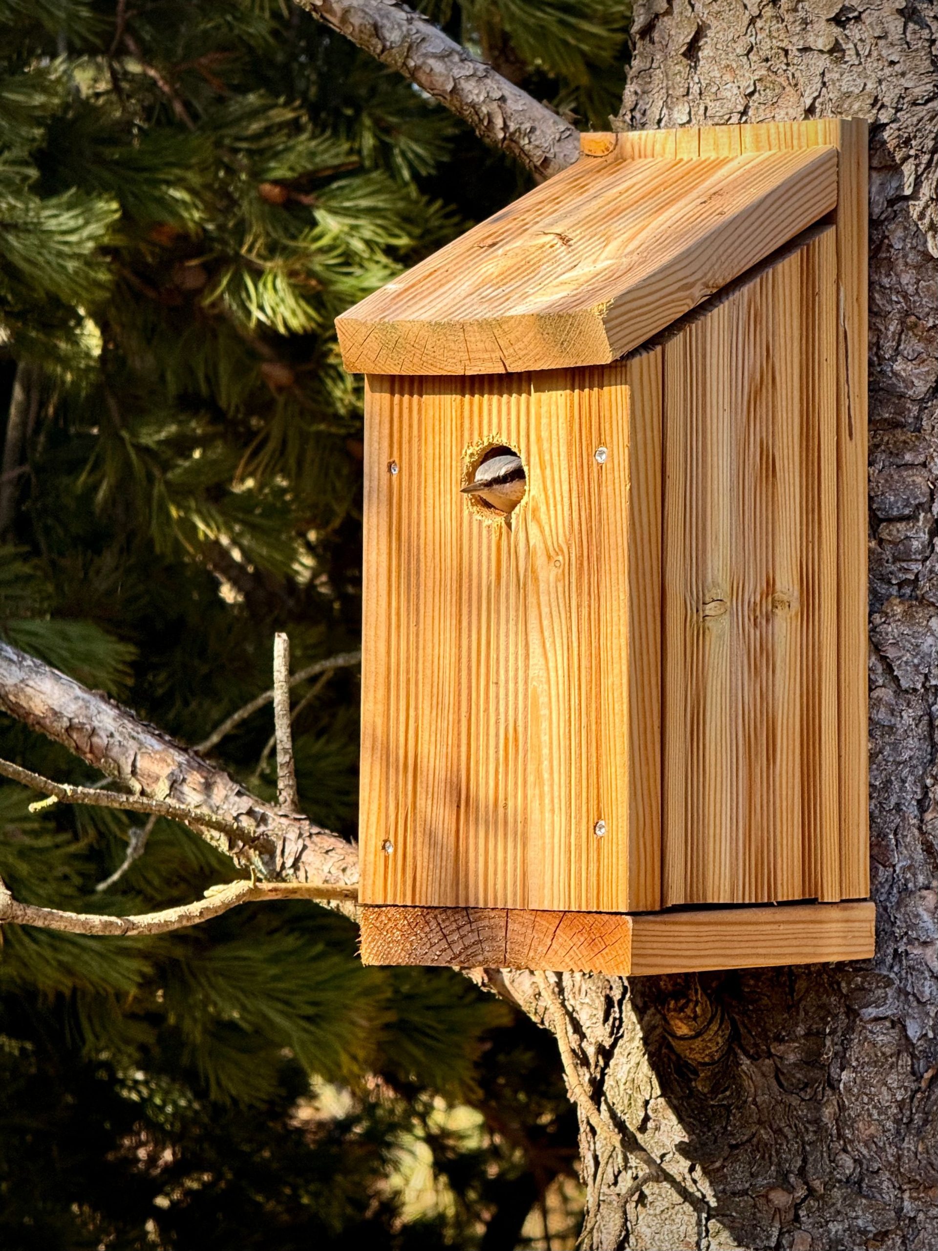 Auf dem Bild ist ein Nistkasten aus hellem Holz zu sehen, der an einem Baum befestigt ist. Der Nistkasten hängt am Stamm und dient Vögeln als Brut- und Schutzplatz. Im Hintergrund sind natürliche Elemente des Baumes und der Umgebung zu erkennen.