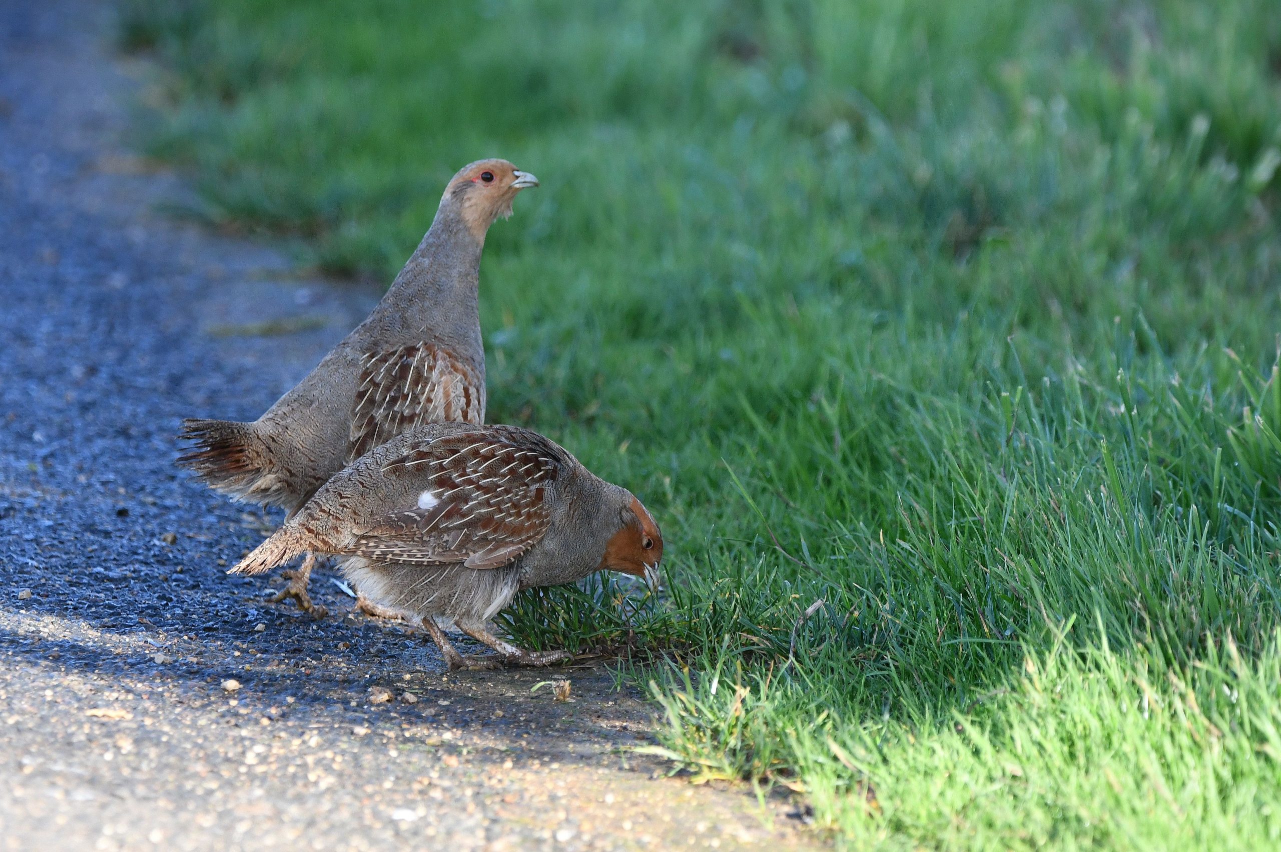 Zwei Rebhühner, die auf einem Weg am Rande einer Wiese stehen.